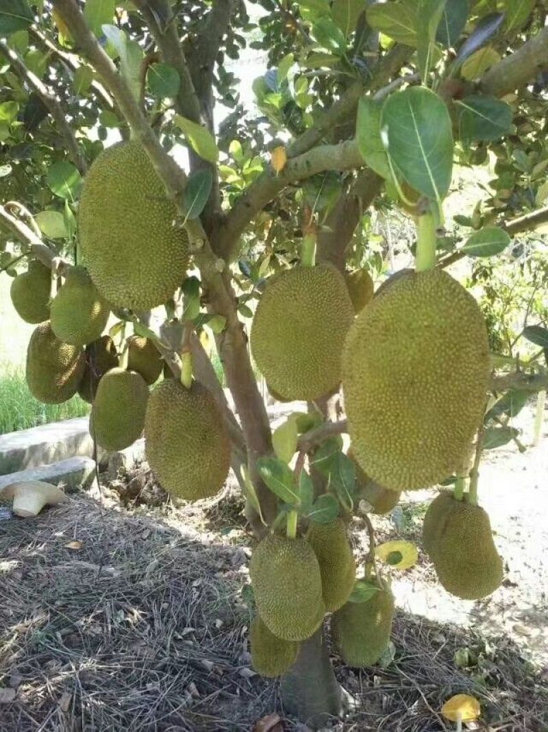 马来西亚1号菠萝蜜苗稿接树