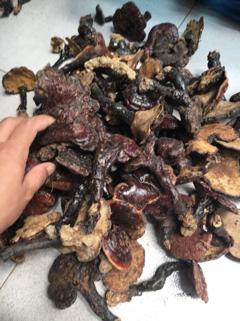 赤灵芝8~12公分，野生灵芝