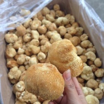 猴头菇7~9厘米