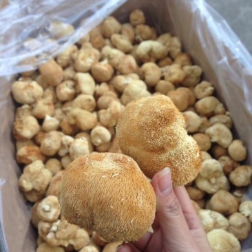猴头菇7~9厘米