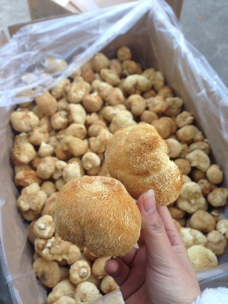 猴头菇7~9厘米