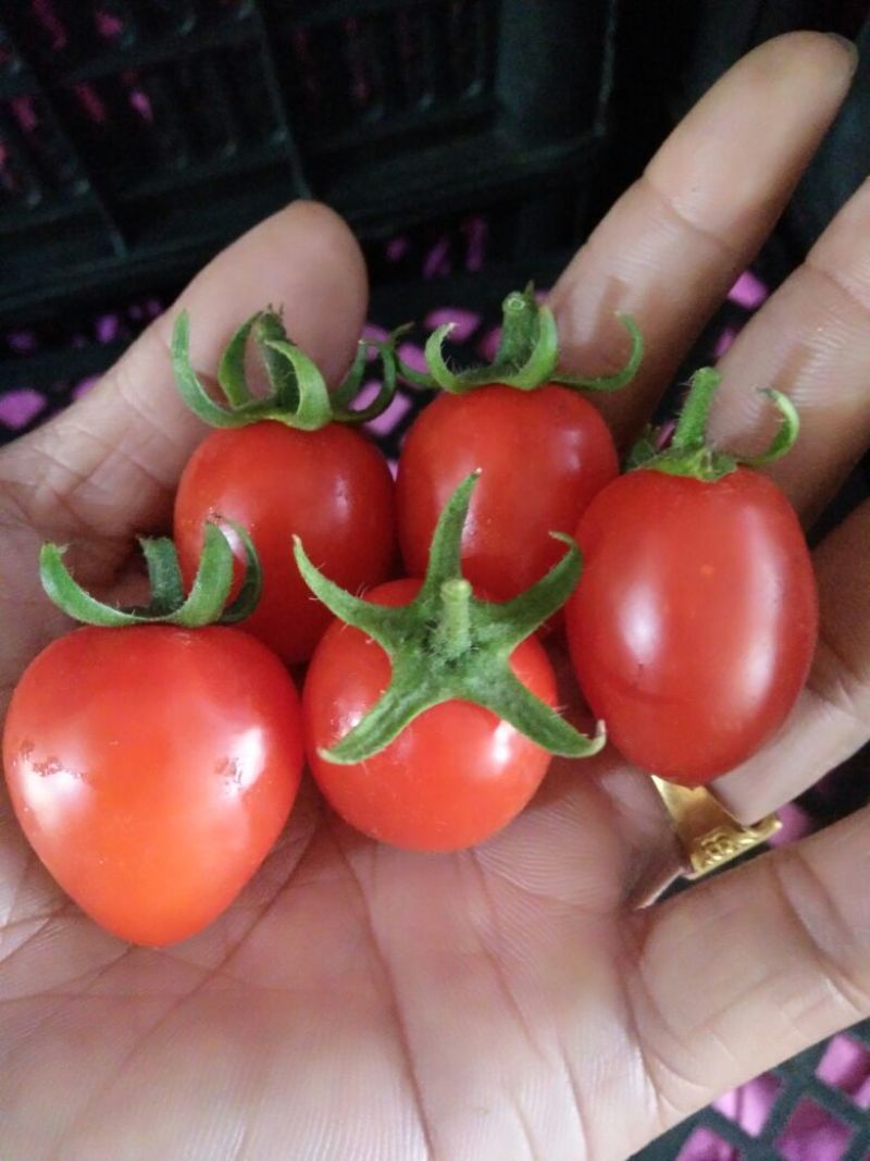 圣女果千禧小番茄红粉黄西红柿广西产地供应实力代办代发