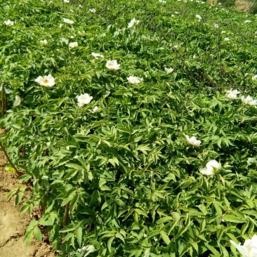 处理油牡丹苗，白芍苗3--5年的苗子，价格便宜，农户自销