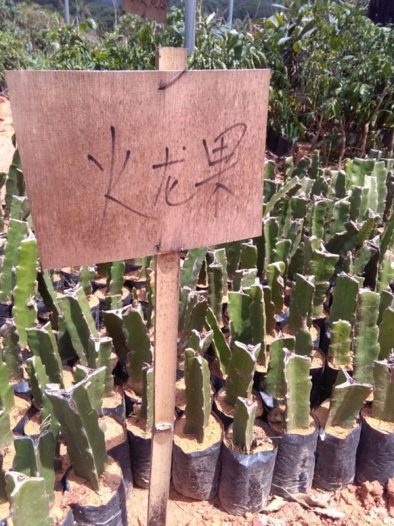 红心火龙果苗10~20cm成苗