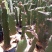 红心火龙果苗10~20cm成苗
