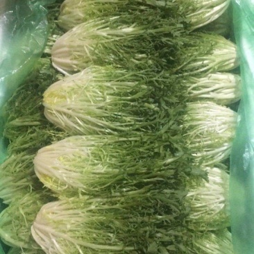 苦菊精品包装常年供应碎叶黄心15~20cm