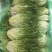 苦菊精品包装常年供应碎叶黄心15~20cm