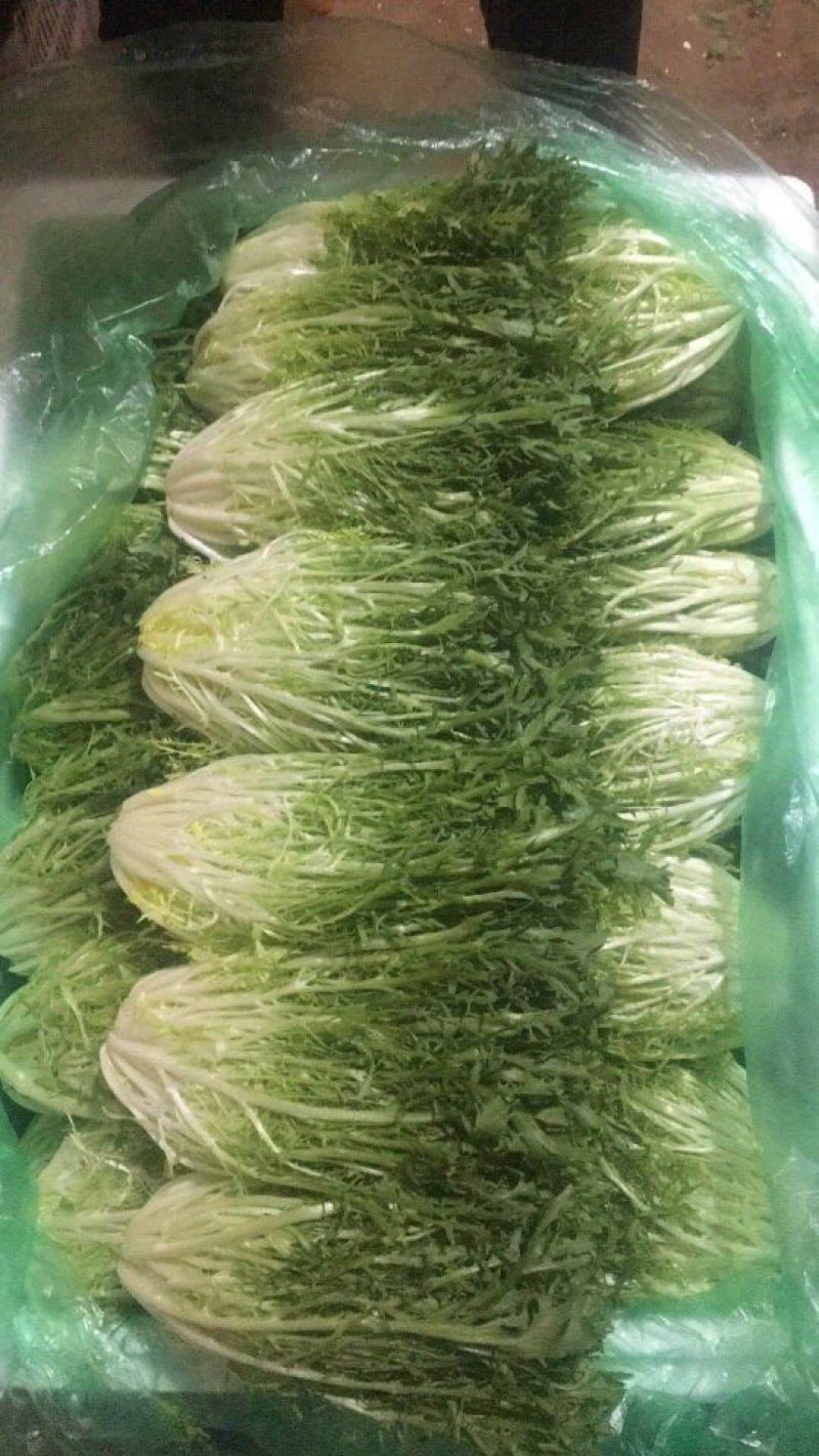 苦菊精品包装常年供应碎叶黄心15~20cm