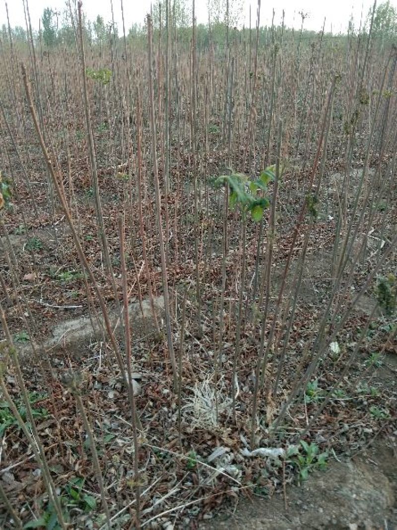 香椿苗自家种植，量大从优