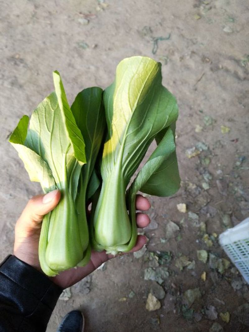 山东聊城小白菜快菜，优质货源供应.货源充足，上货量大