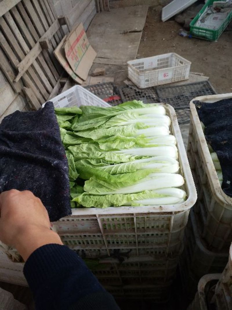 山东聊城小白菜快菜，优质货源供应.货源充足，上货量大