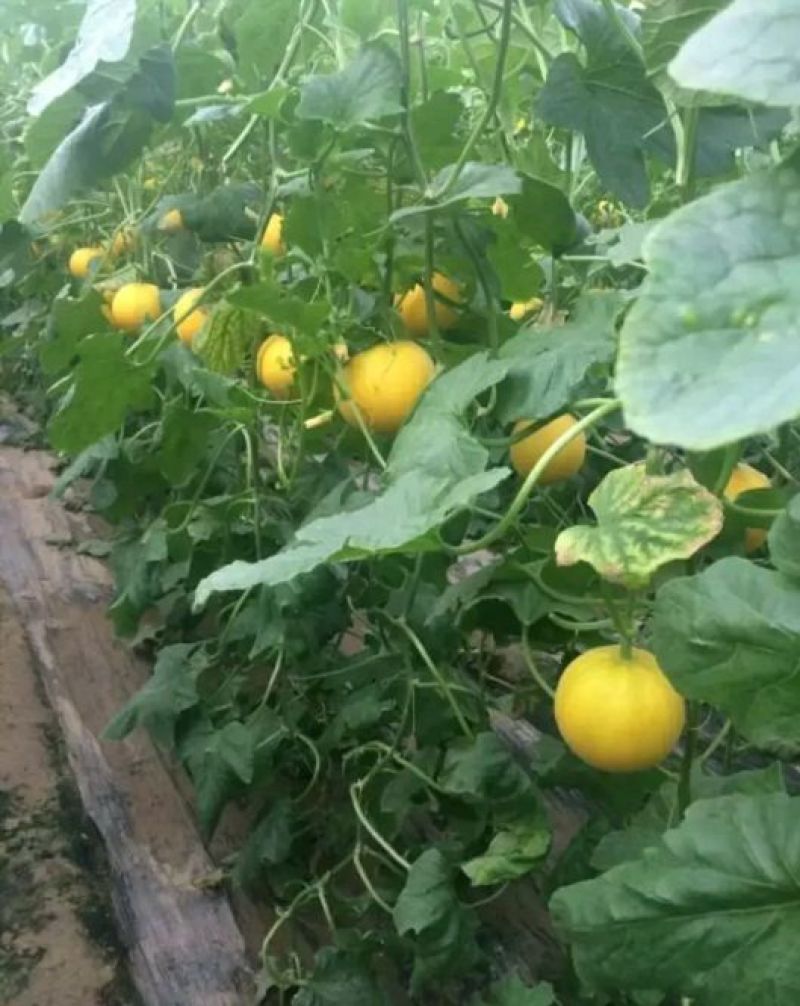 伊丽莎白甜瓜统货1.5斤以上