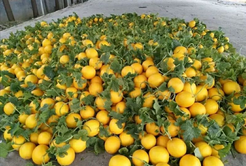 伊丽莎白甜瓜统货1.5斤以上