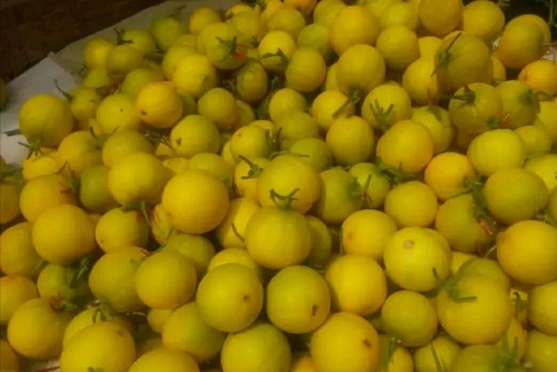伊丽莎白甜瓜统货1.5斤以上