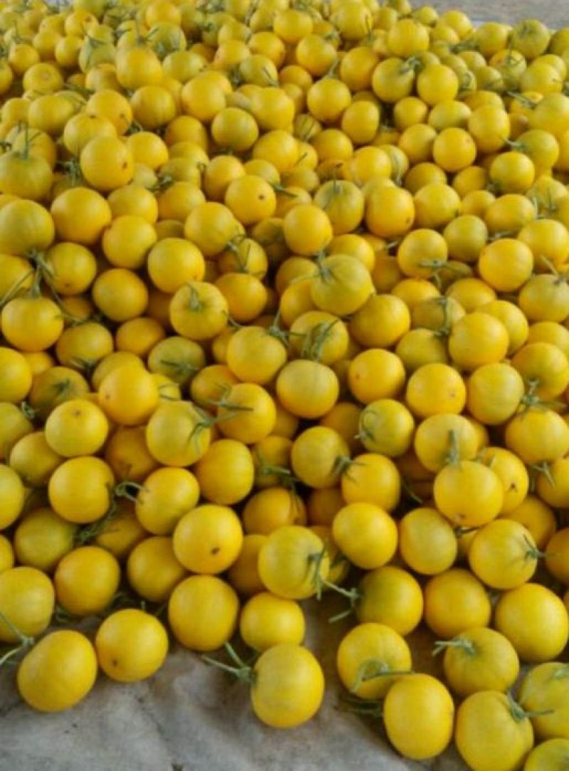伊丽莎白甜瓜统货1.5斤以上