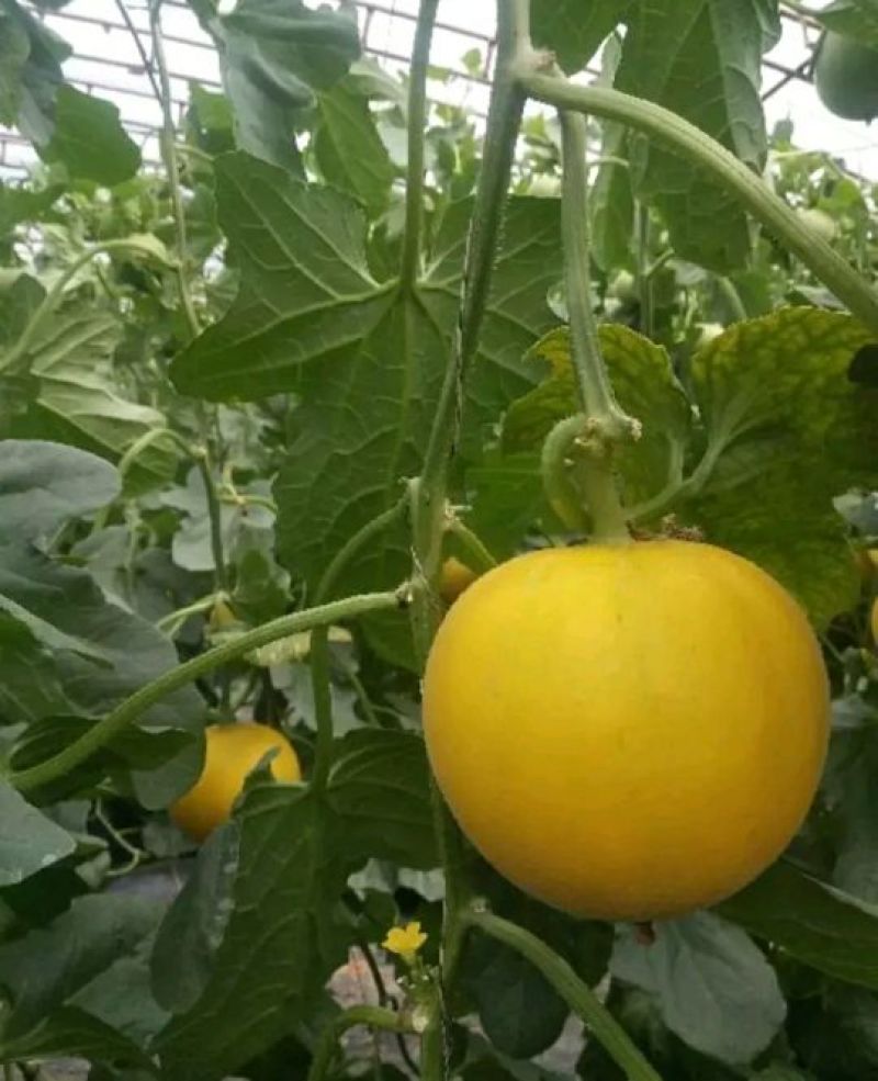 伊丽莎白甜瓜统货1.5斤以上