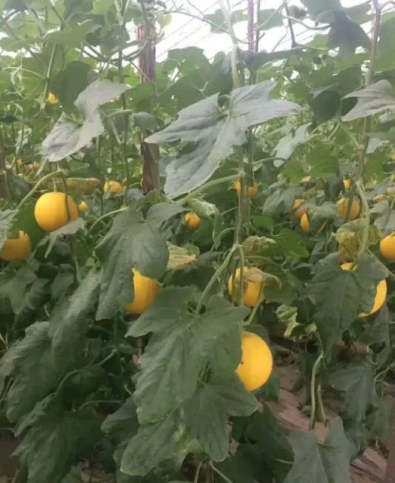 伊丽莎白甜瓜统货1.5斤以上