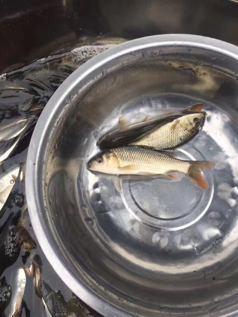 池鲤鱼2两鲤鱼苗，大小规格都有，欢迎来电