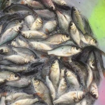 池鲤鱼2两鲤鱼苗，大小规格都有，欢迎来电