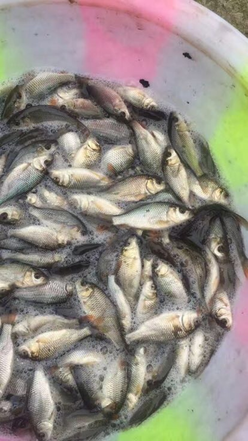池鲤鱼2两鲤鱼苗，大小规格都有，欢迎来电