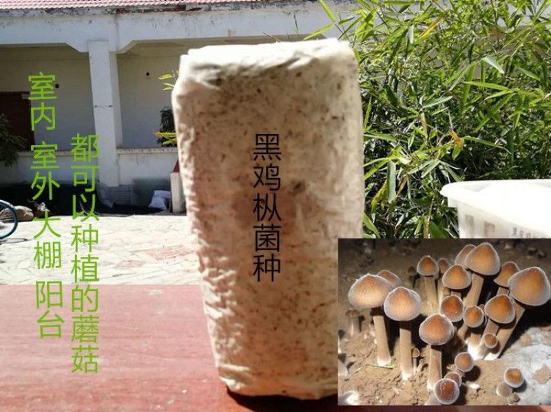 黑皮鸡枞栽培种
