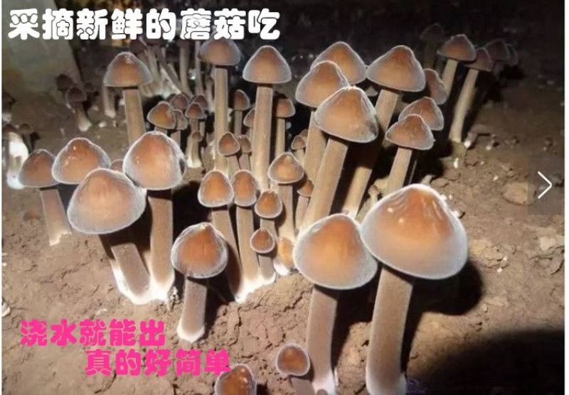 黑皮鸡枞栽培种