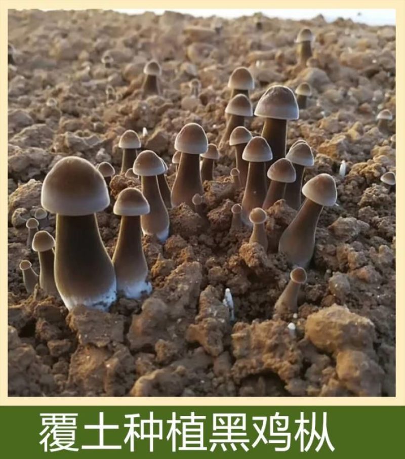 黑皮鸡枞栽培种