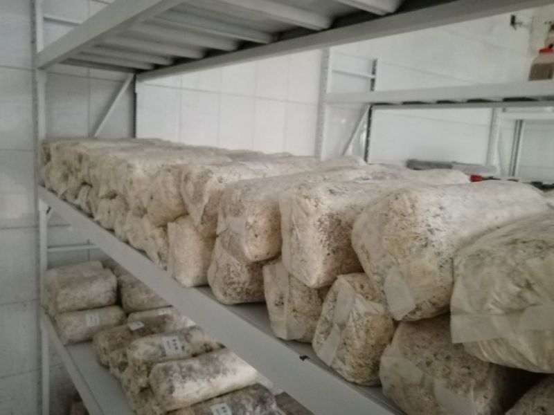 黑皮鸡枞栽培种