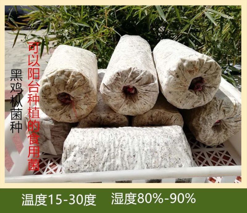 黑皮鸡枞栽培种