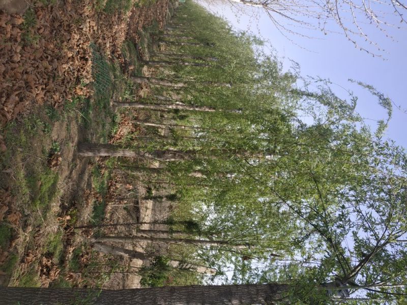 垂柳10~12cm8~10cm2.5~3米