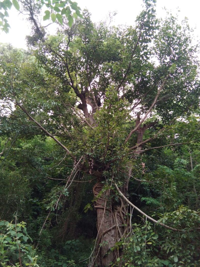 鸡翅木家具