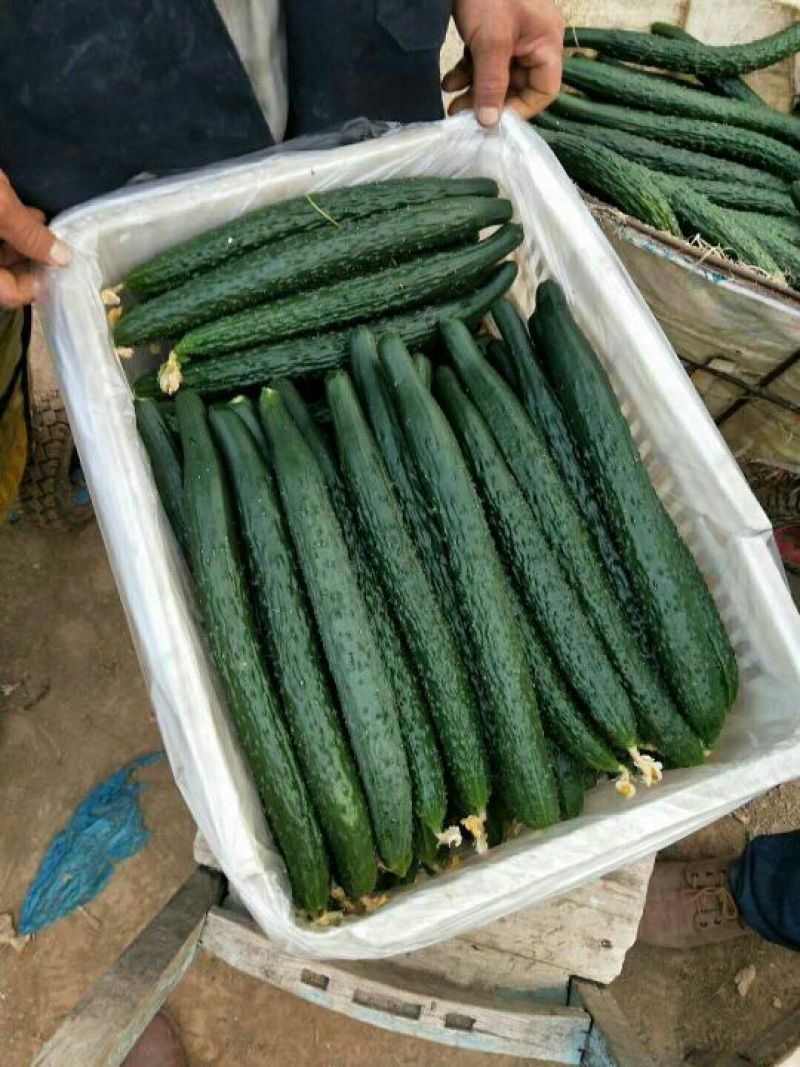 夏邑蔬菜之乡益农合作社精品密刺黄瓜保质保量货源充足