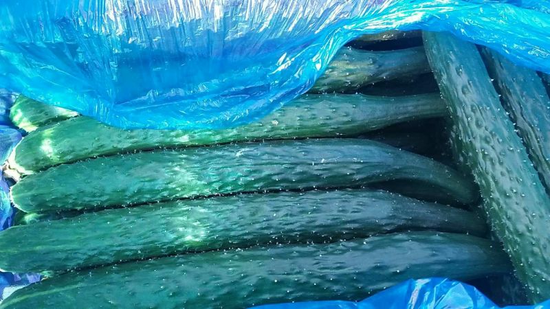 夏邑蔬菜之乡益农合作社精品密刺黄瓜保质保量货源充足