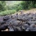 藏香猪猪苗种猪小香猪猪仔活猪黑猪苗散养种公猪幼崽怀孕母猪