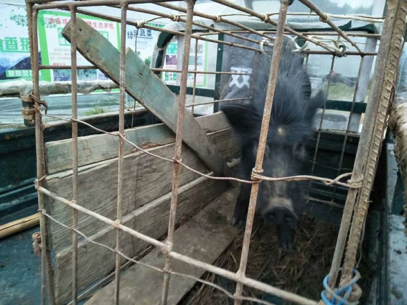 藏香猪猪苗种猪小香猪猪仔活猪黑猪苗散养种公猪幼崽怀孕母猪