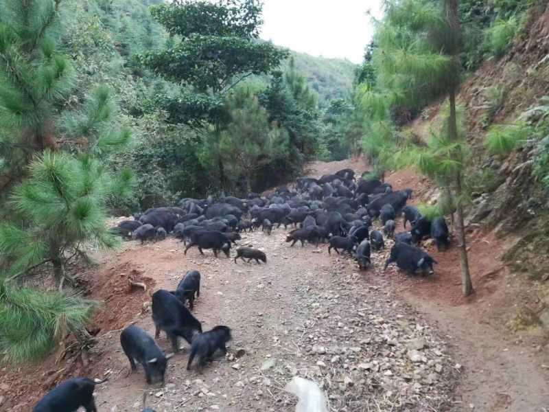 藏香猪猪苗种猪小香猪猪仔活猪黑猪苗散养种公猪幼崽怀孕母猪