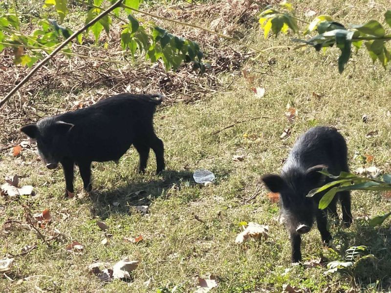 藏香猪猪苗种猪小香猪猪仔活猪黑猪苗散养种公猪幼崽怀孕母猪