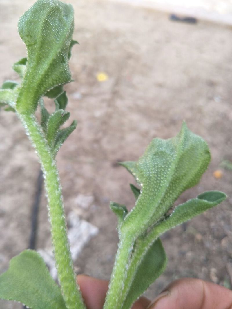 非洲冰草进口日本冰草4.20常年供应需要长期合作价格优惠