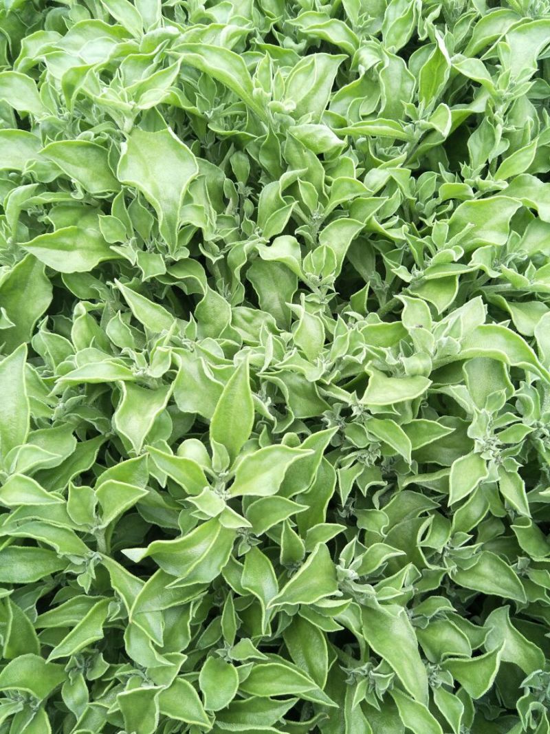 非洲冰草进口日本冰草4.20常年供应需要长期合作价格优惠
