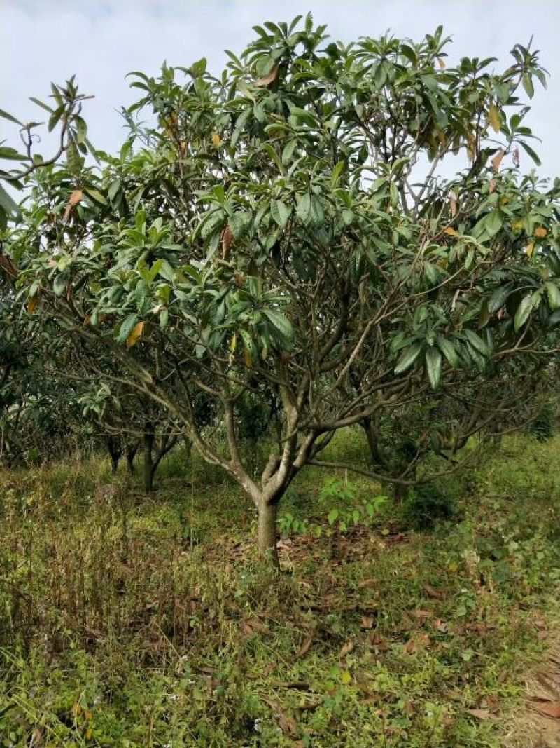 枇杷树261~300cm