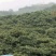 枇杷树261~300cm