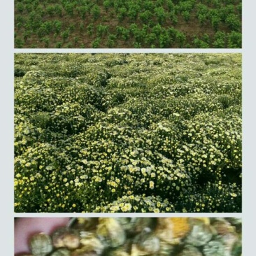 菊花种苗