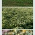 菊花种苗