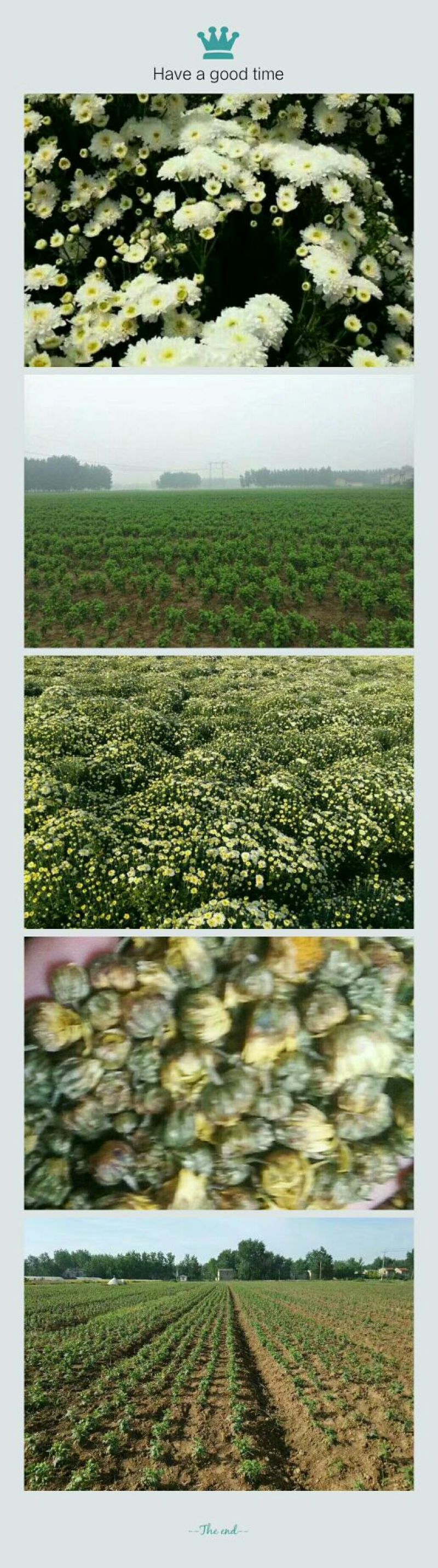 菊花种苗