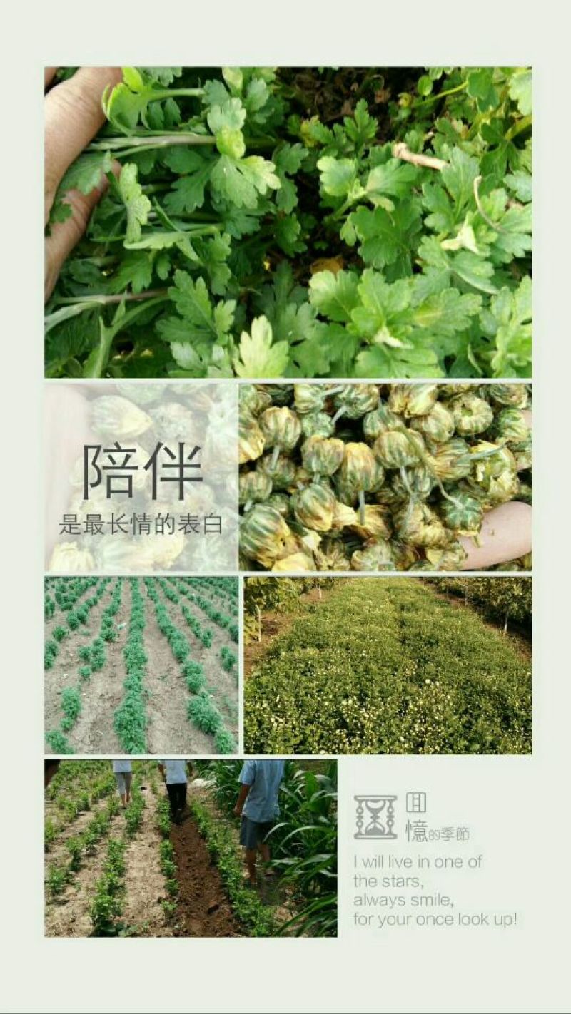 菊花种苗
