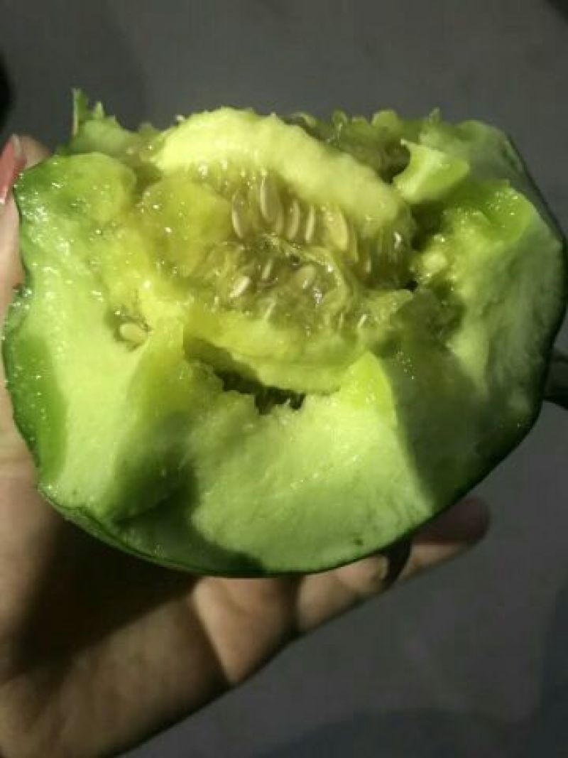 甜瓜，绿宝石甜瓜，薄皮甜瓜