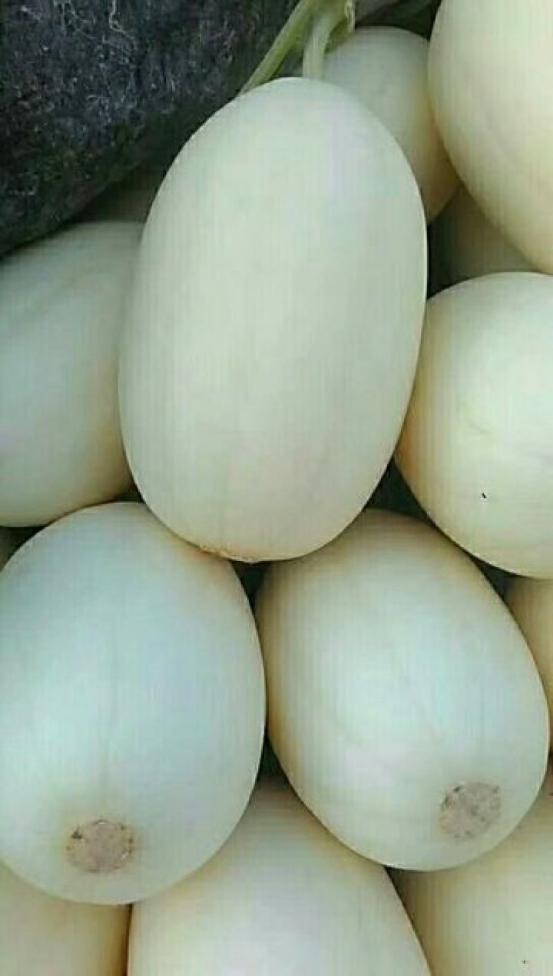甜瓜，绿宝石甜瓜，薄皮甜瓜