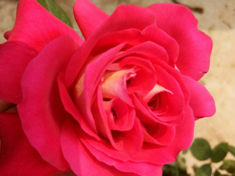 大花月季30~40cm