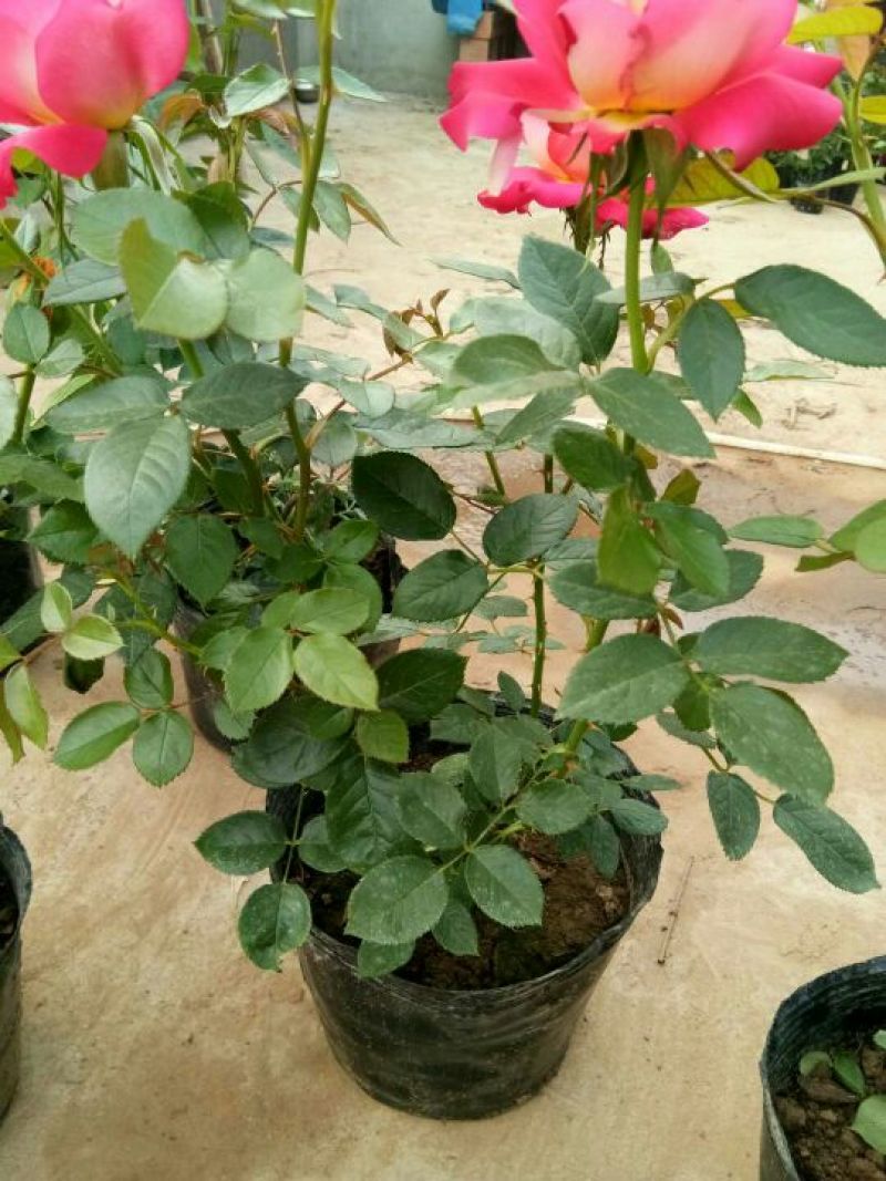 大花月季30~40cm