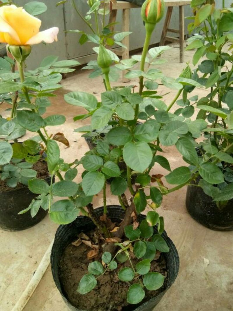 大花月季30~40cm